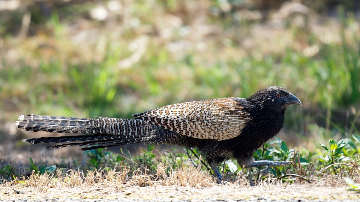 Pheasant Coucal - ML641688798