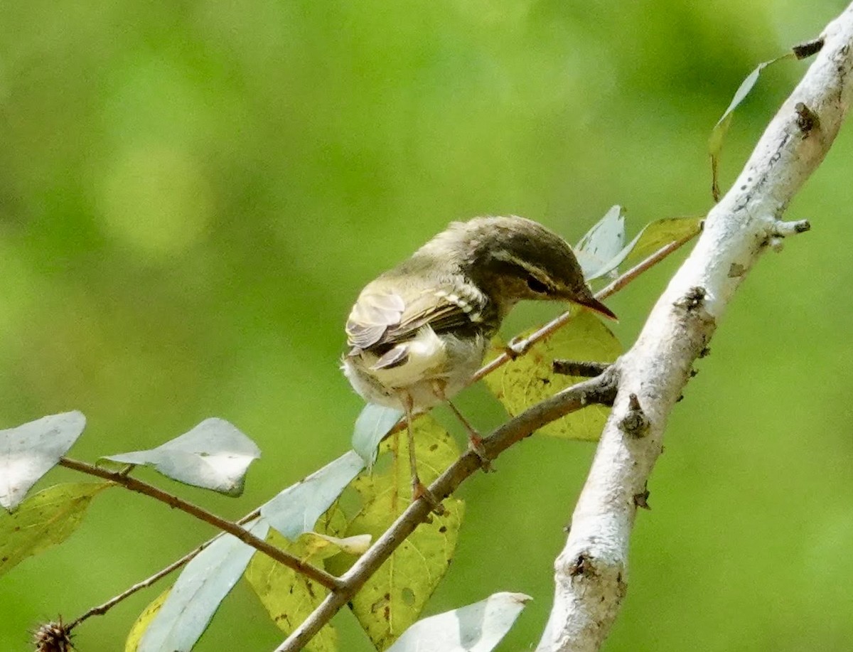 Yellow-browed Warbler - ML641688805