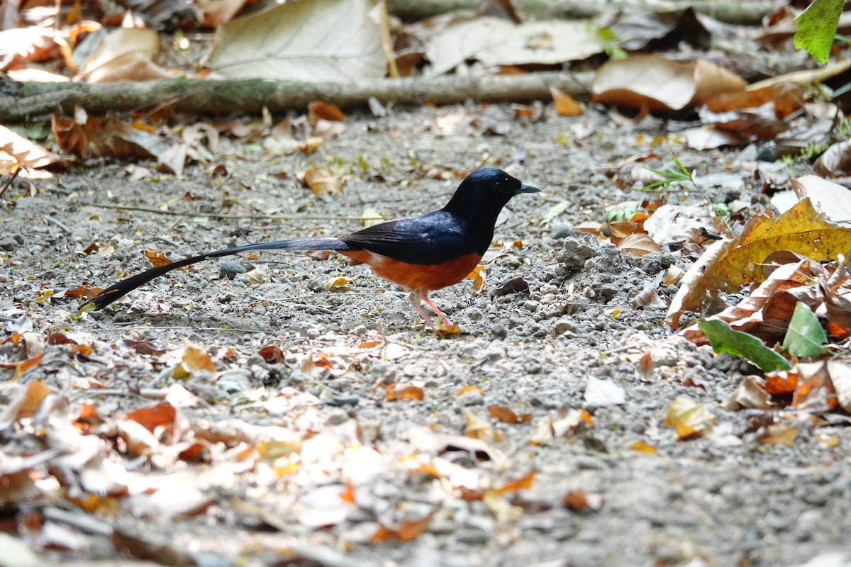 White-rumped Shama (White-rumped) - ML641688835