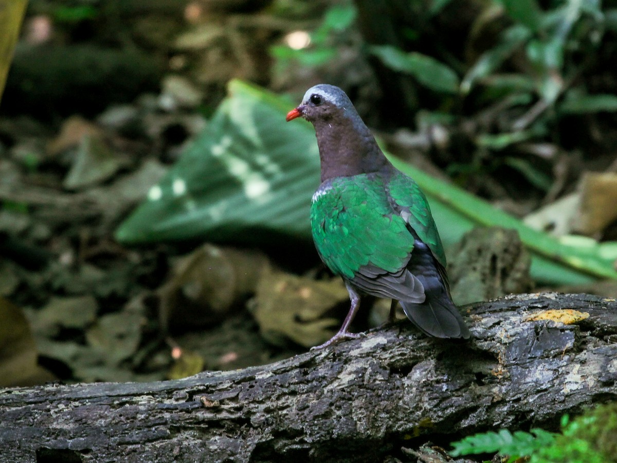 Asian Emerald Dove - ML641688837