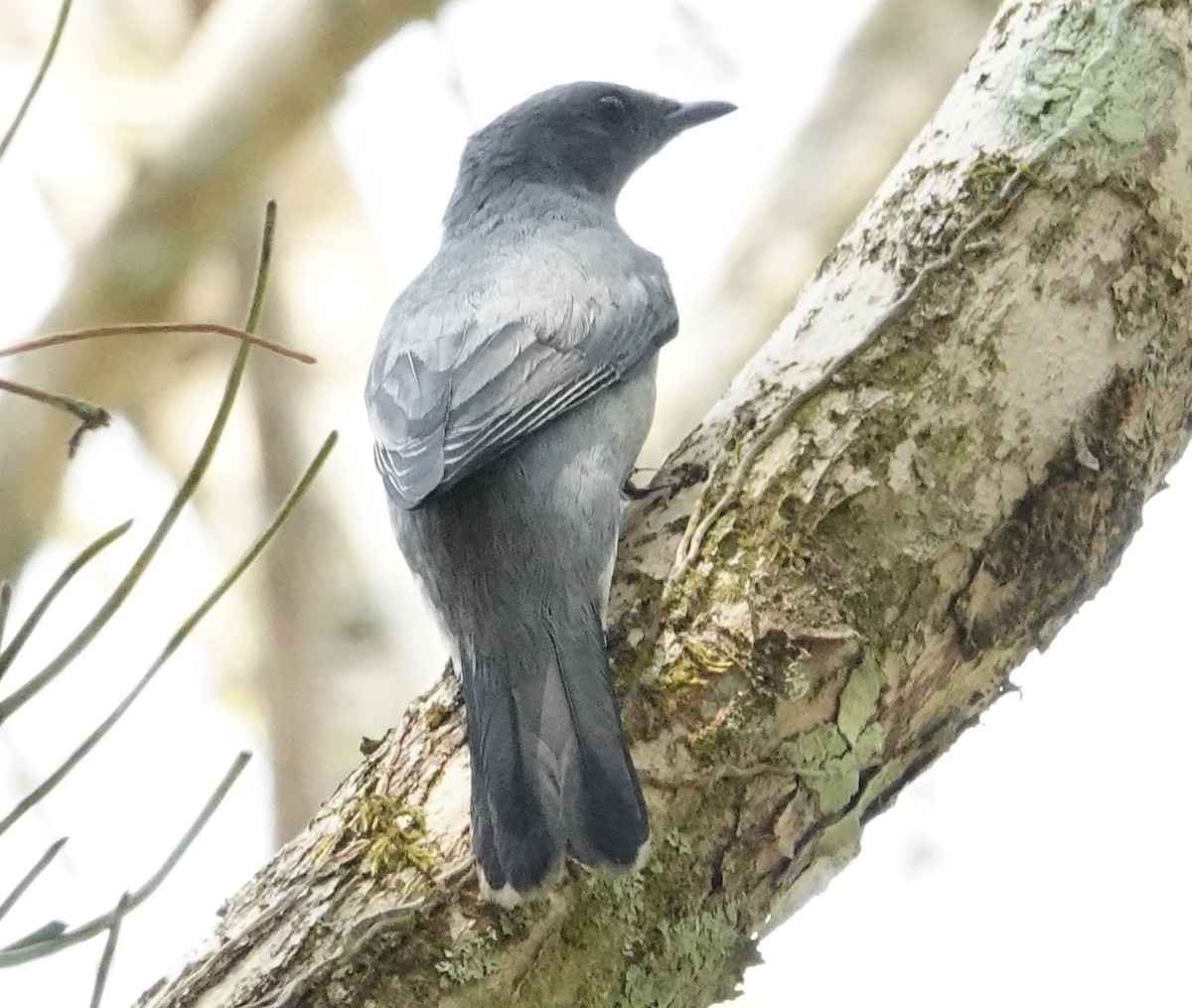 Indochinese Cuckooshrike - ML641688846