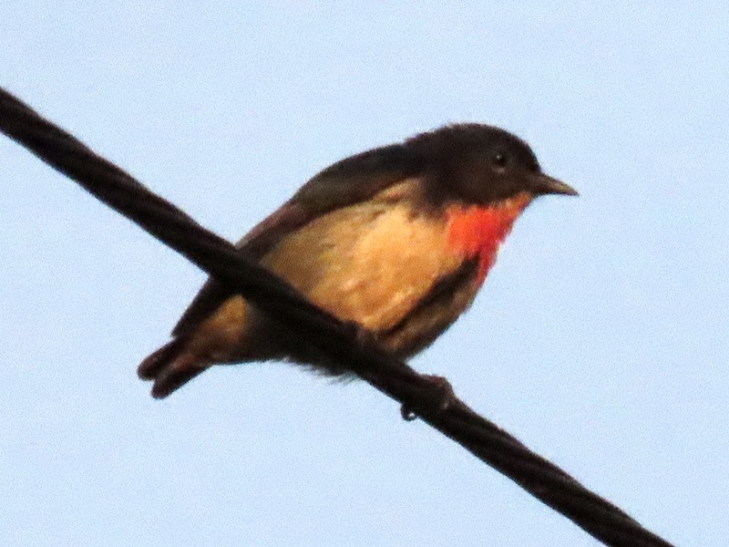 Fire-breasted Flowerpecker - ML641688847