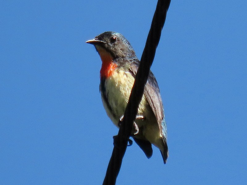 Fire-breasted Flowerpecker - ML641688850