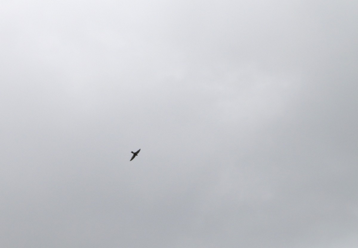 Australian Swiftlet - ML641688858