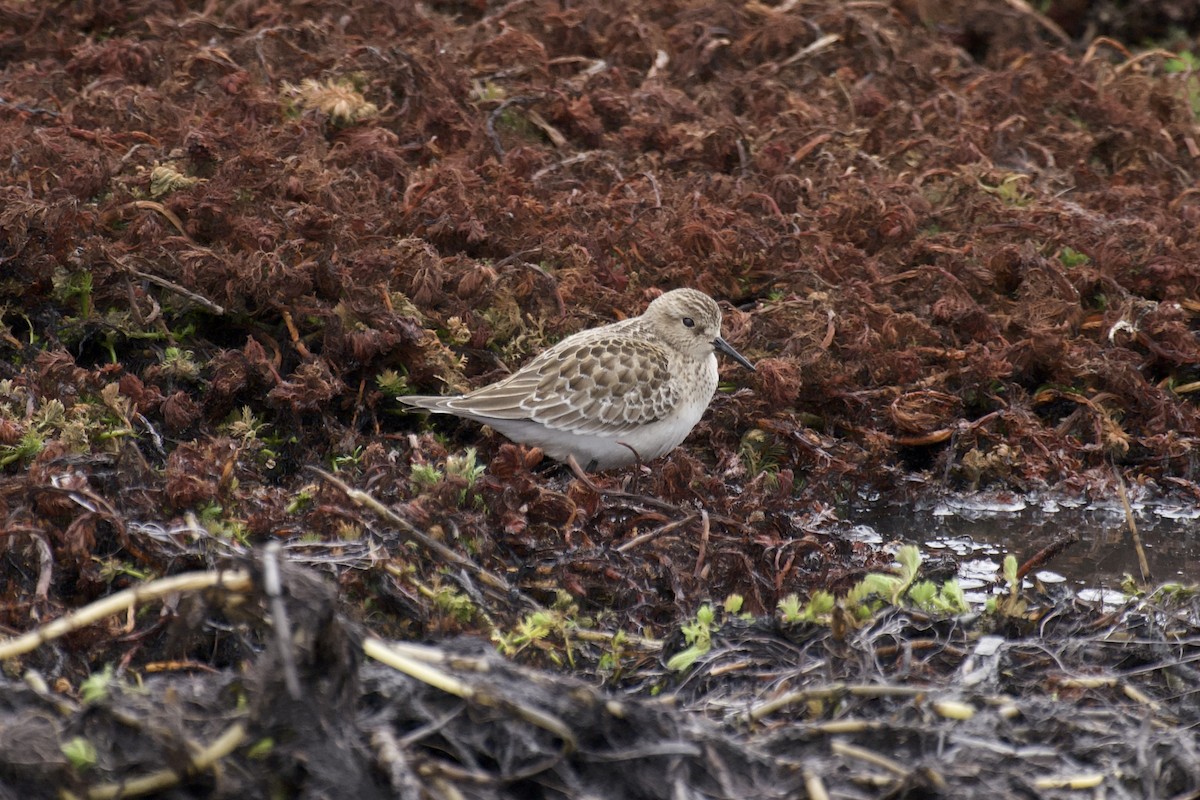 Baird's Sandpiper - ML641688931