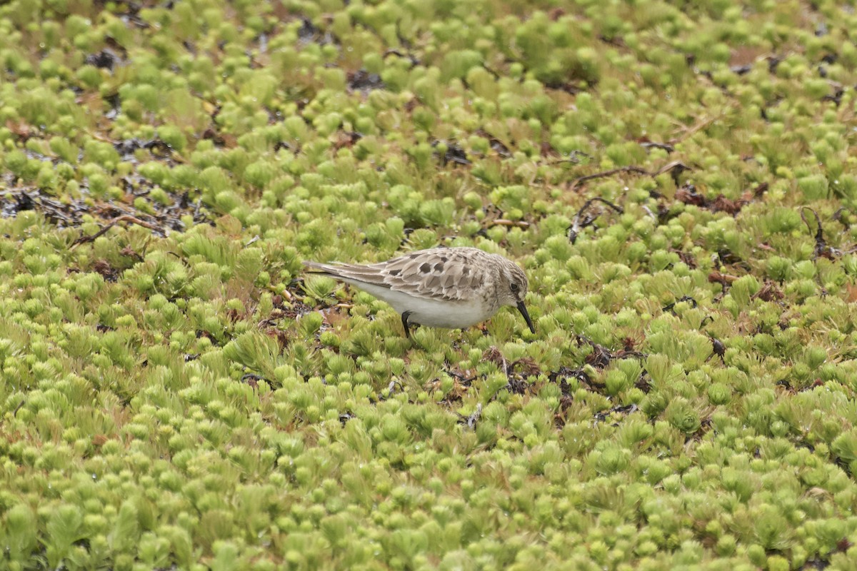 Baird's Sandpiper - ML641688932