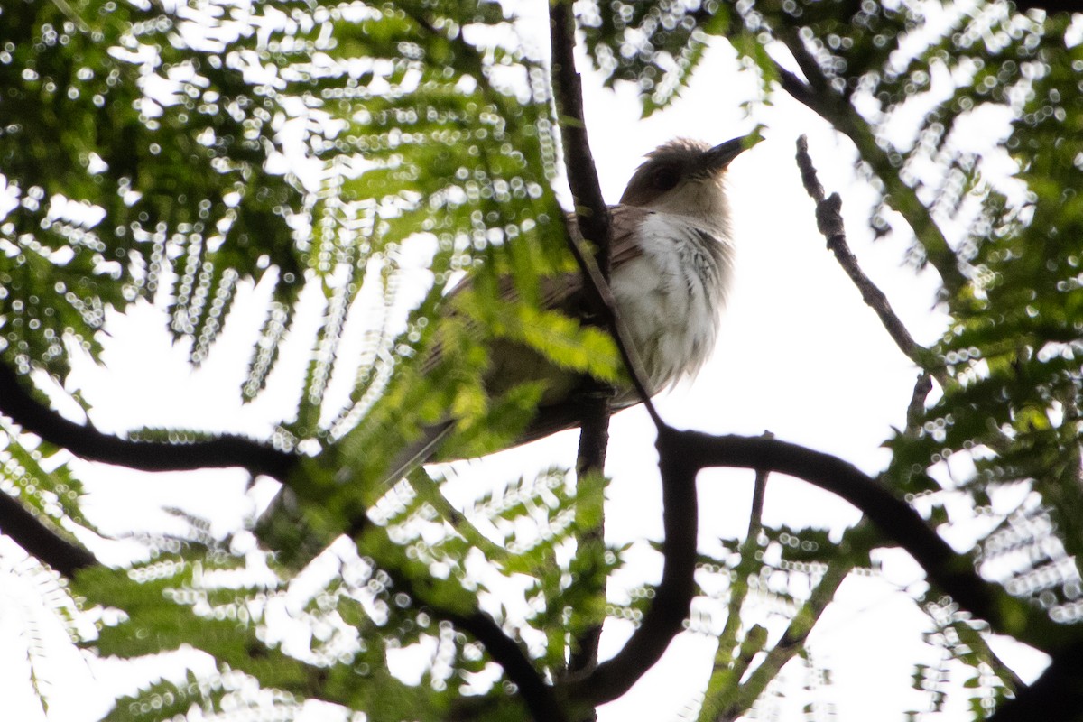 Black-billed Cuckoo - ML641688942
