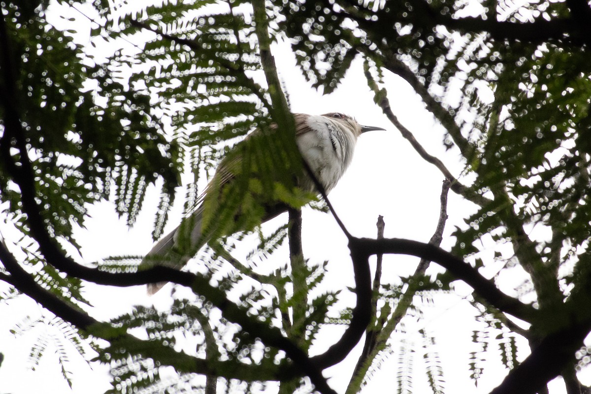 Black-billed Cuckoo - ML641688943