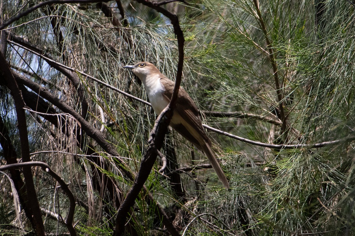 Black-billed Cuckoo - ML641688944