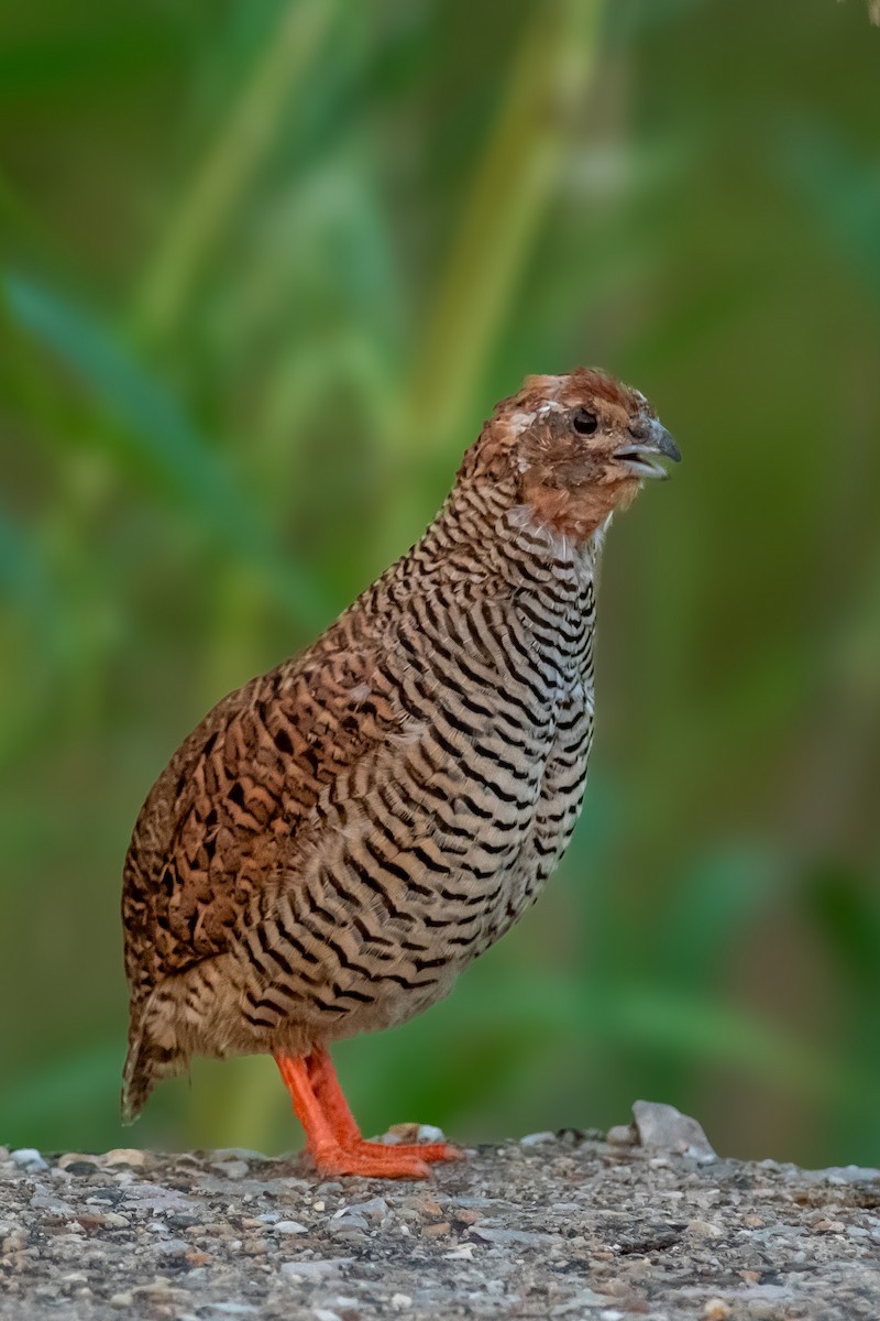イワヤブウズラ - ML641688946