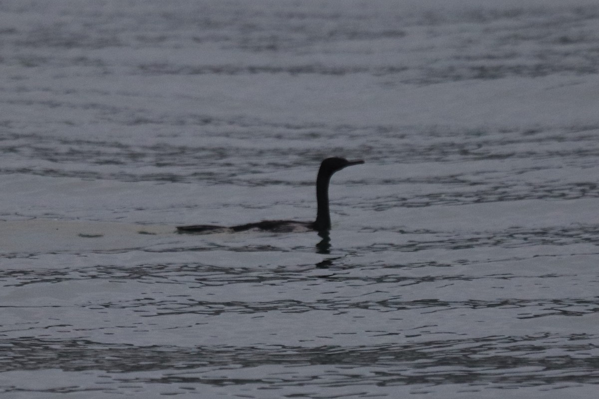 Cormoran pélagique - ML641688951
