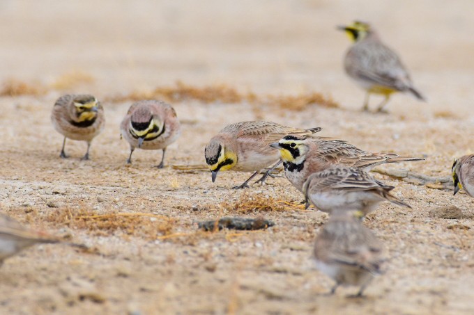 Horned Lark - ML641688953