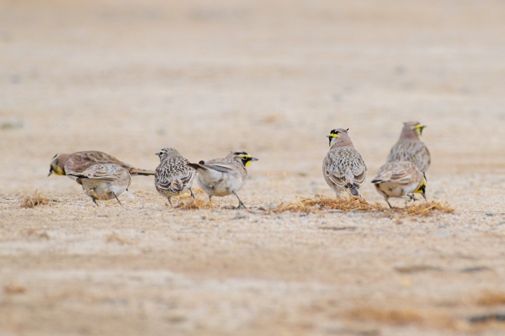 Horned Lark - ML641688954