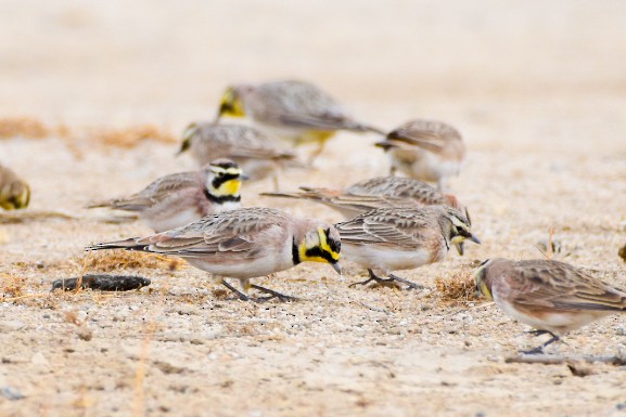 Horned Lark - ML641688955