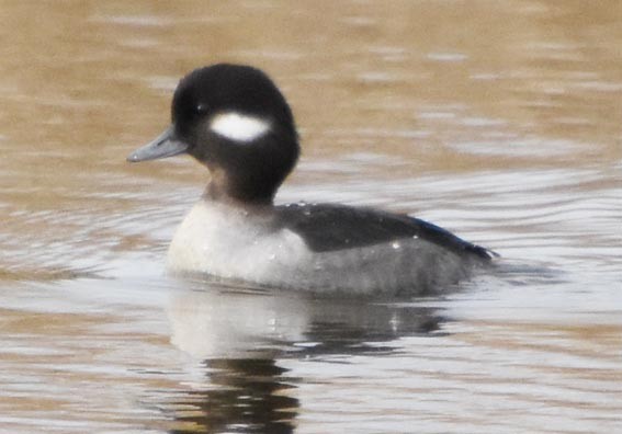 Bufflehead - ML641688988