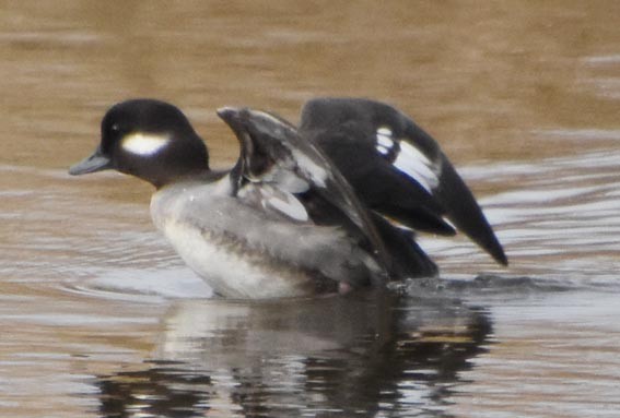 Bufflehead - ML641688989