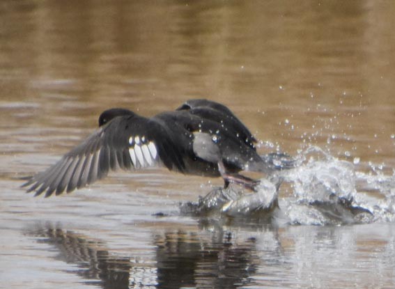 Bufflehead - ML641688990