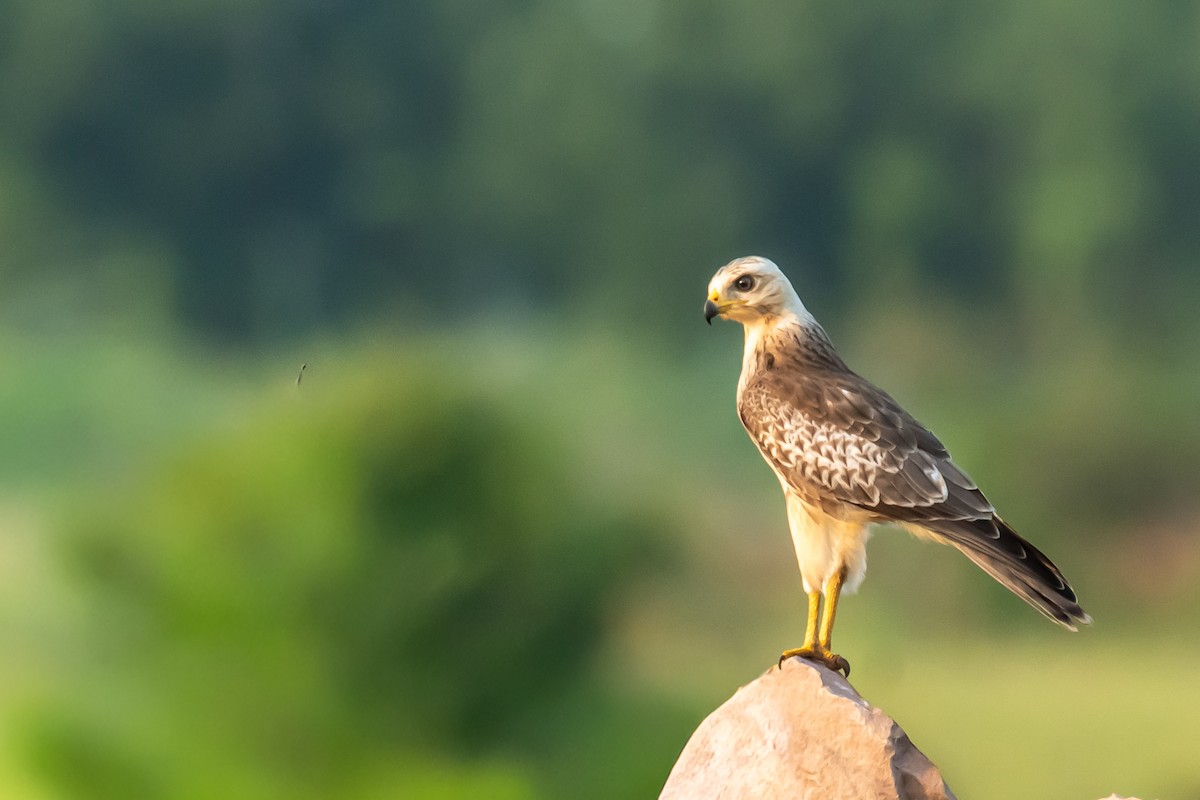 White-eyed Buzzard - ML641688992