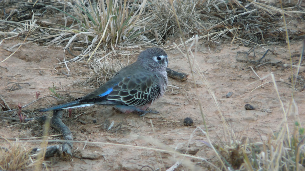 neoféma Bourkova - ML641688995