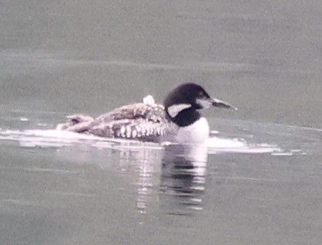 Common Loon - ML641689021