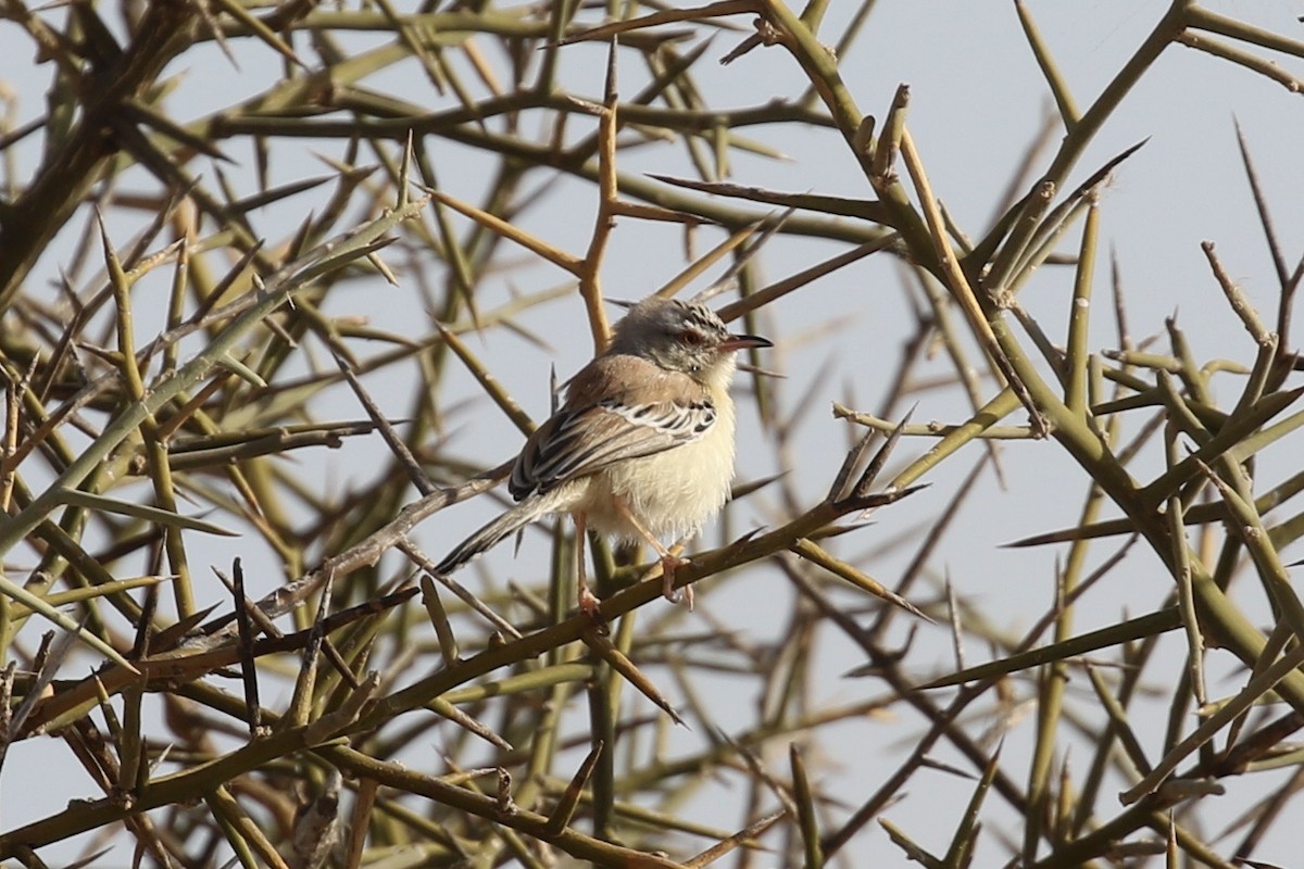 Cricket Longtail - ML641689026