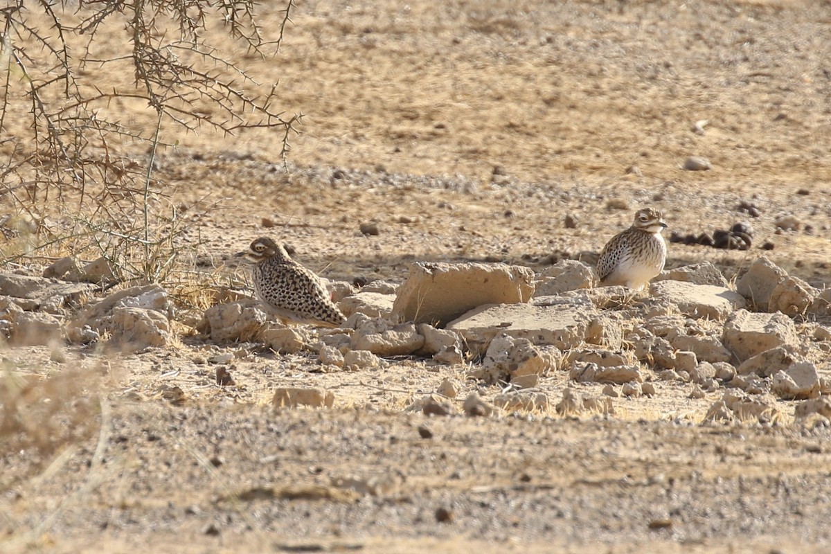 Spotted Thick-knee - ML641689048