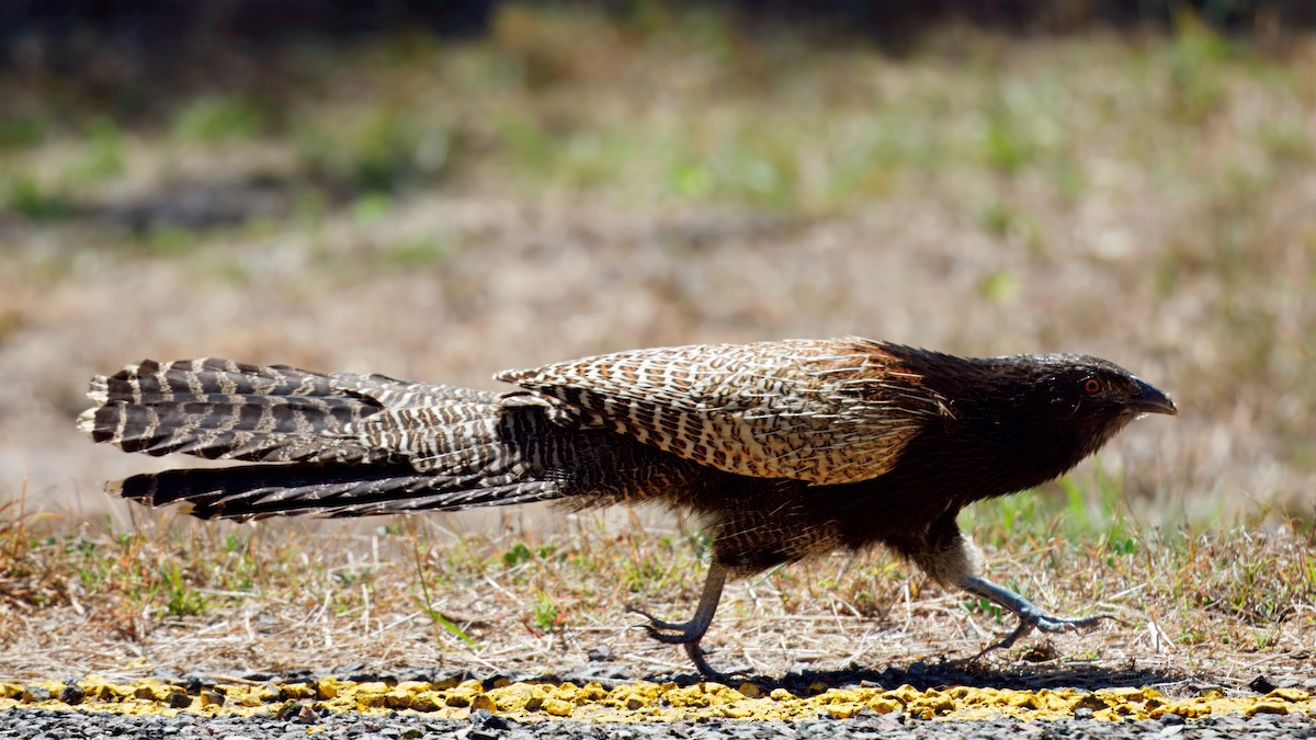 Pheasant Coucal - ML641689055