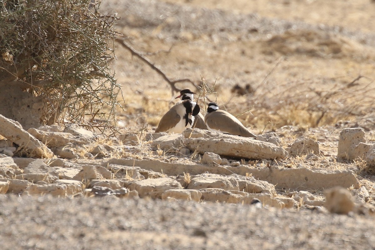 Black-headed Lapwing - ML641689086