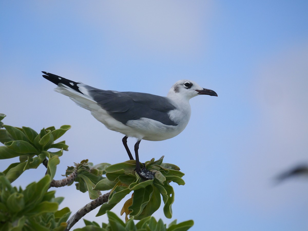 Laughing Gull - ML641689130