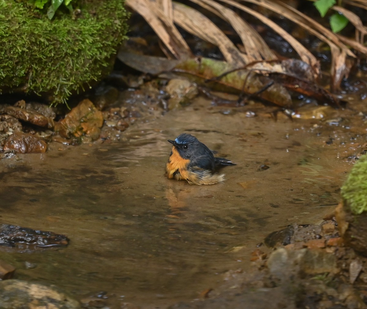 Hill Blue Flycatcher - ML641689131