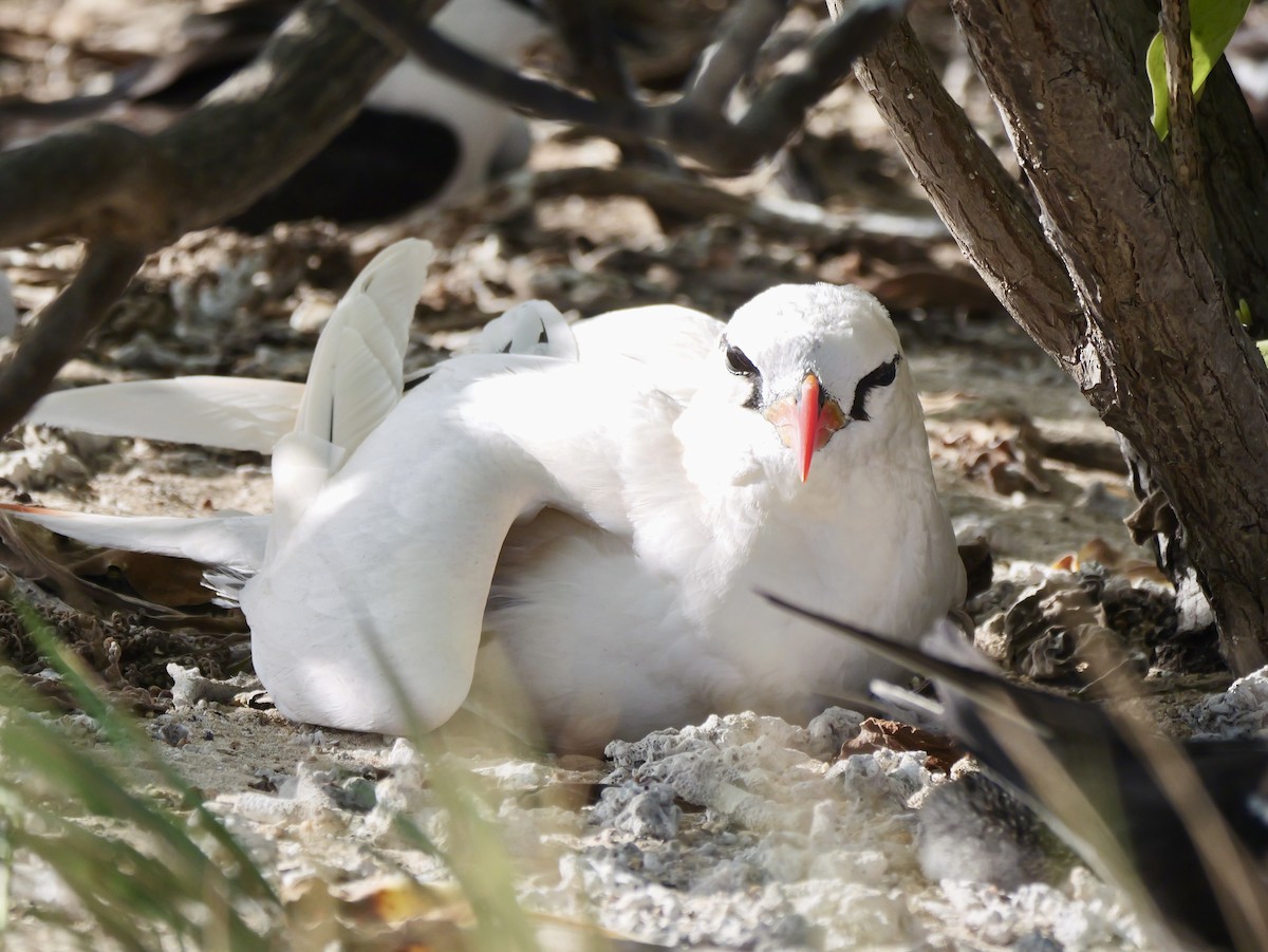 Red-tailed Tropicbird - ML641689185