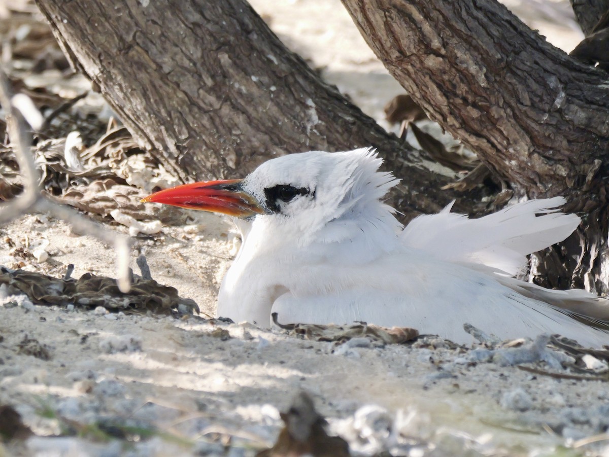 Red-tailed Tropicbird - ML641689186