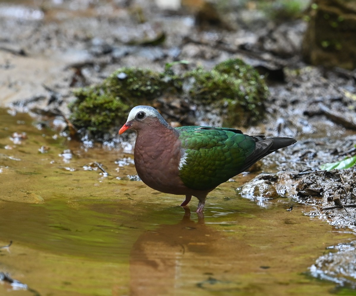 Asian Emerald Dove - ML641689193