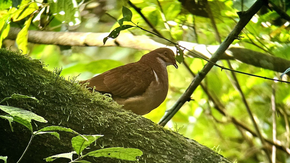 Ruddy Quail-Dove - ML641689194