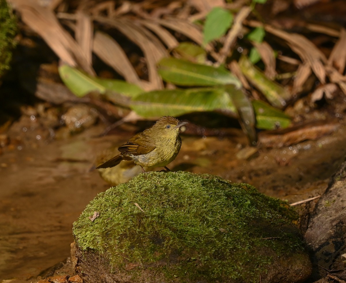Cachar Bulbul - ML641689199