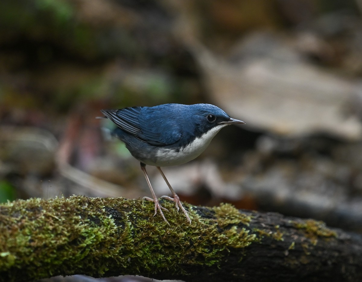 Blaunachtigall - ML641689211