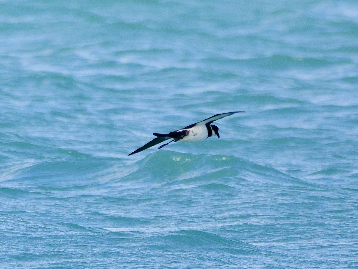 Polynesian Storm-Petrel - ML641689216