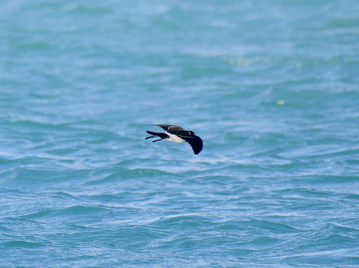 Polynesian Storm-Petrel - ML641689217