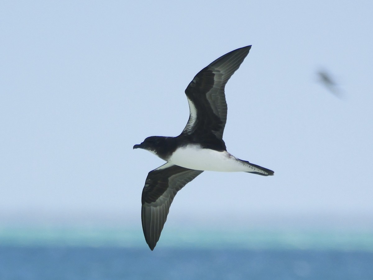 Phoenix Petrel - ML641689226