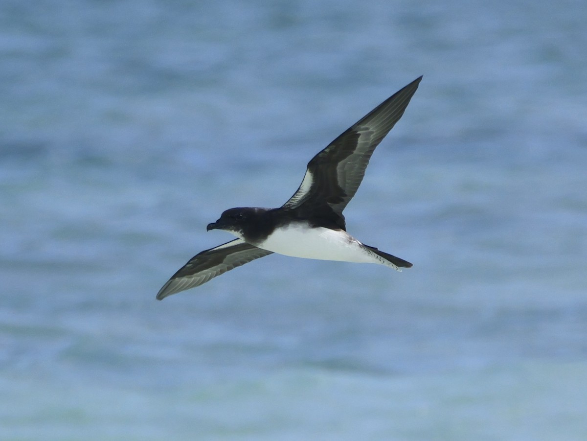 Phoenix Petrel - ML641689227