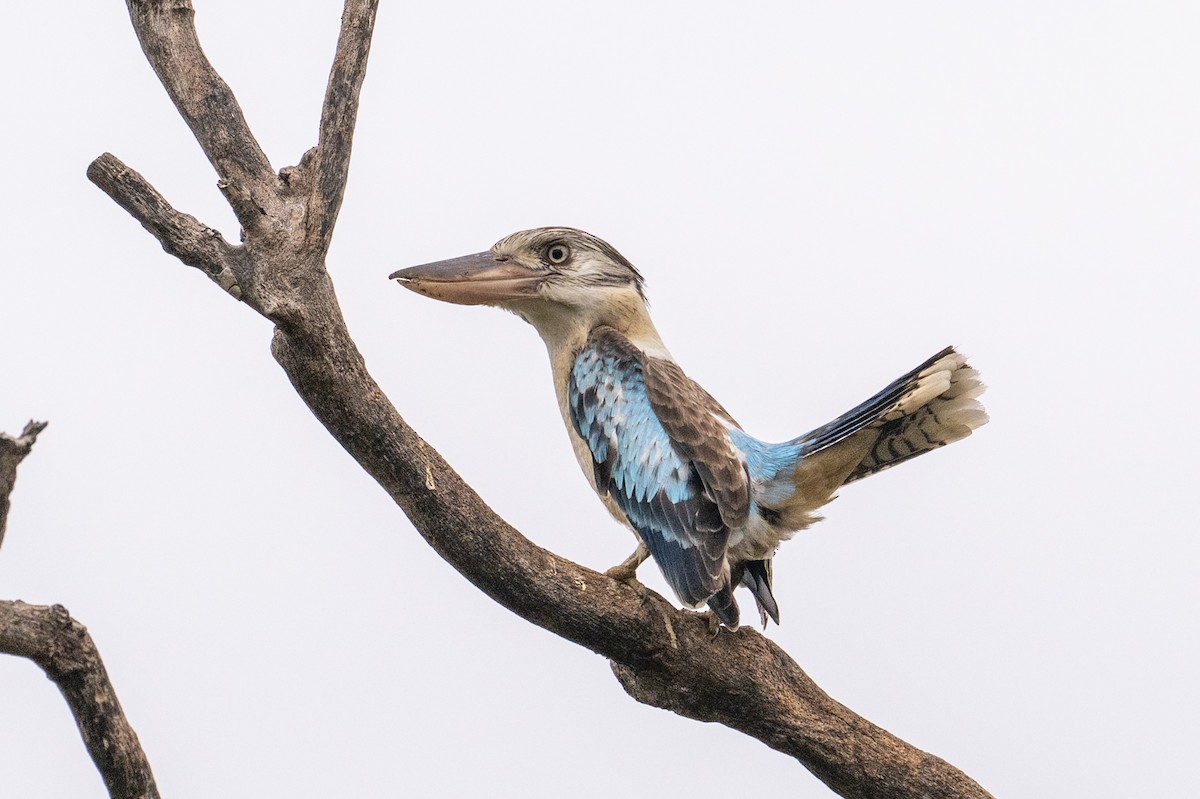 Blue-winged Kookaburra - ML641689297