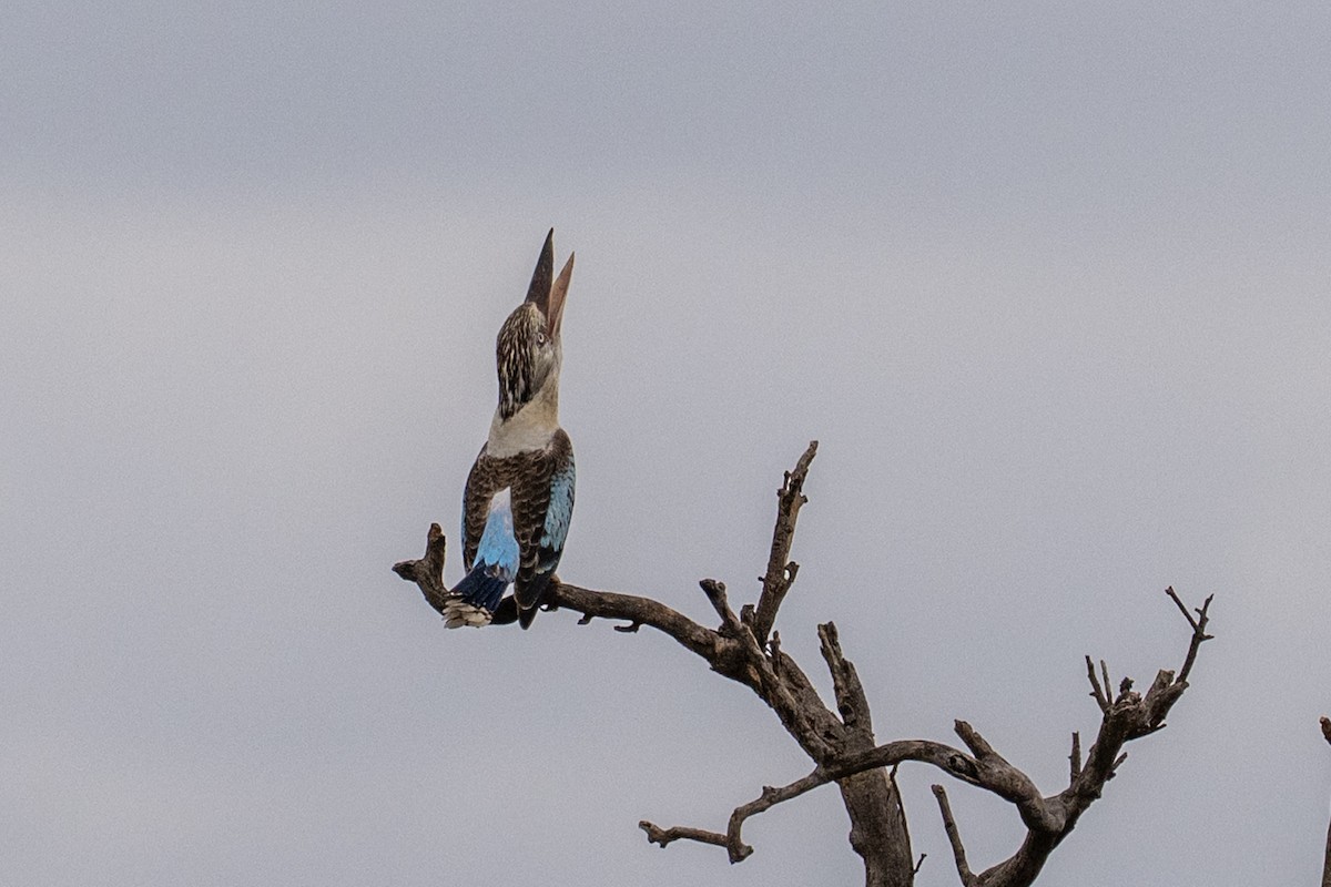Blue-winged Kookaburra - ML641689298