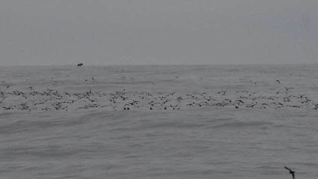 Fork-tailed Storm-Petrel - ML641689321