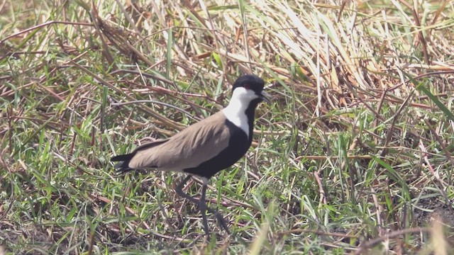 Spur-winged Lapwing - ML641689334