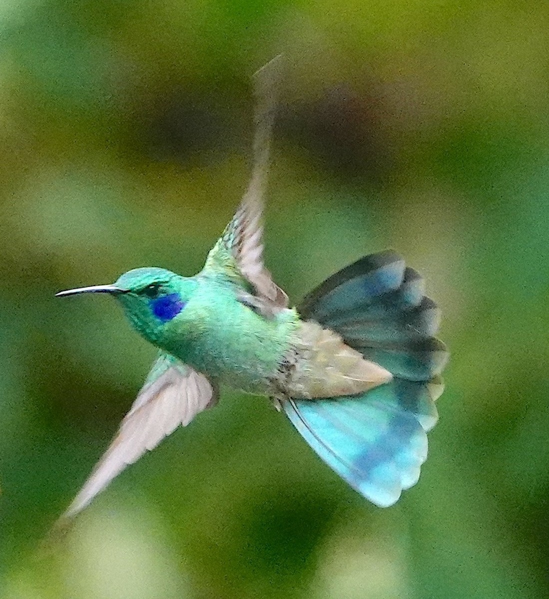 Küçük Morkulak (cyanotus/crissalis) - ML641689364