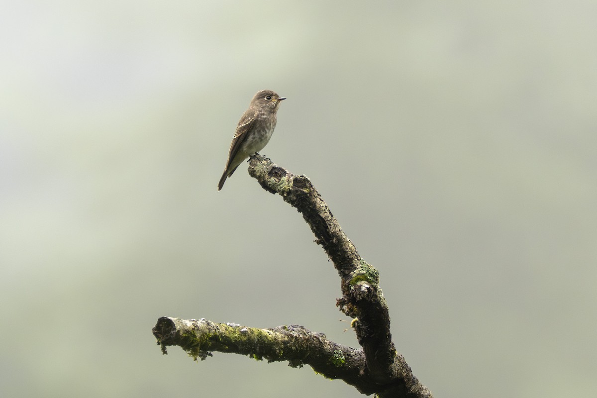 Euli-txori siberiarra - ML641689390