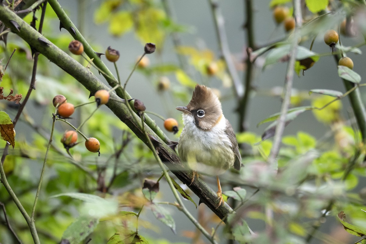Yuhina Bigotuda - ML641689395