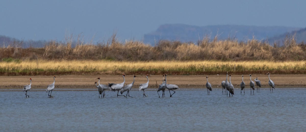 Brolga - ML641689396
