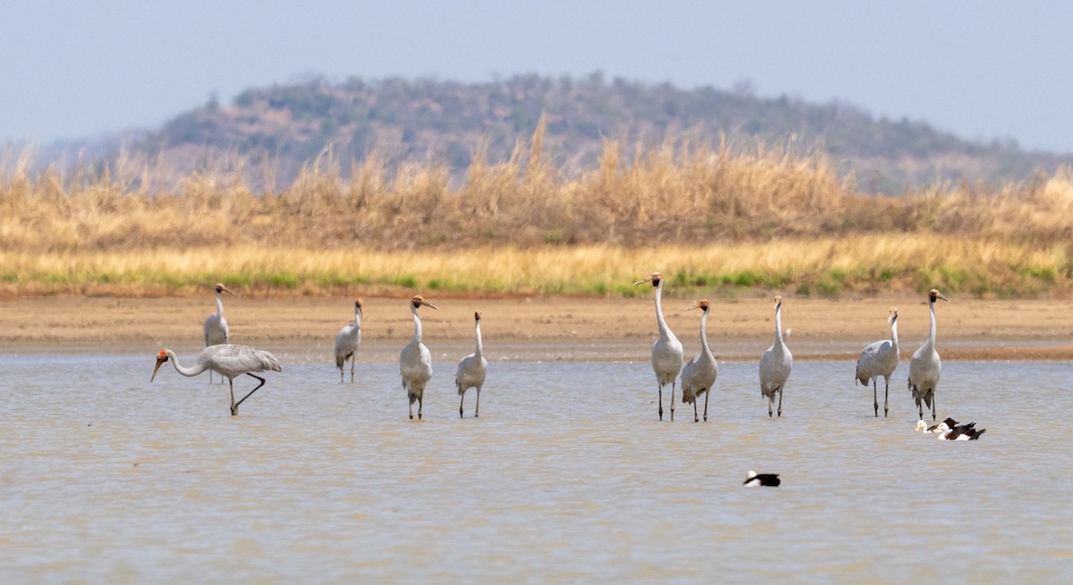 Brolga - ML641689398