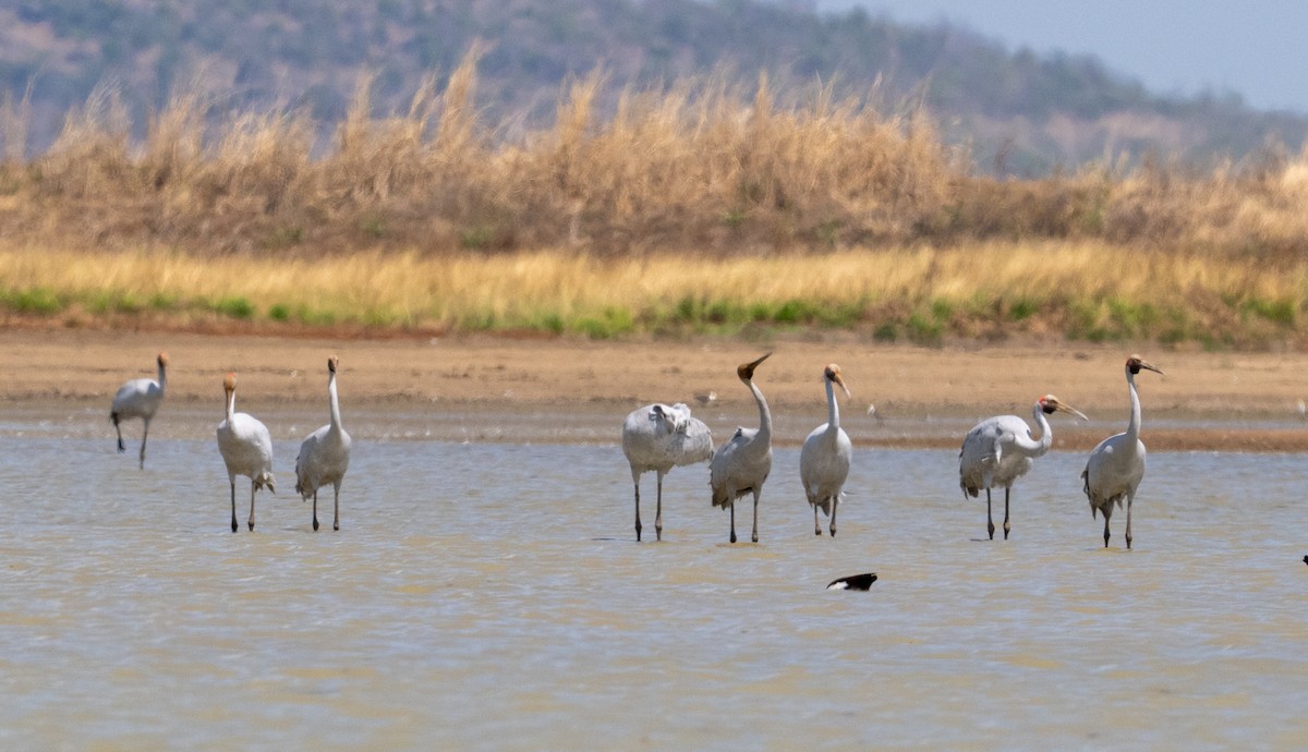 Brolga - ML641689399